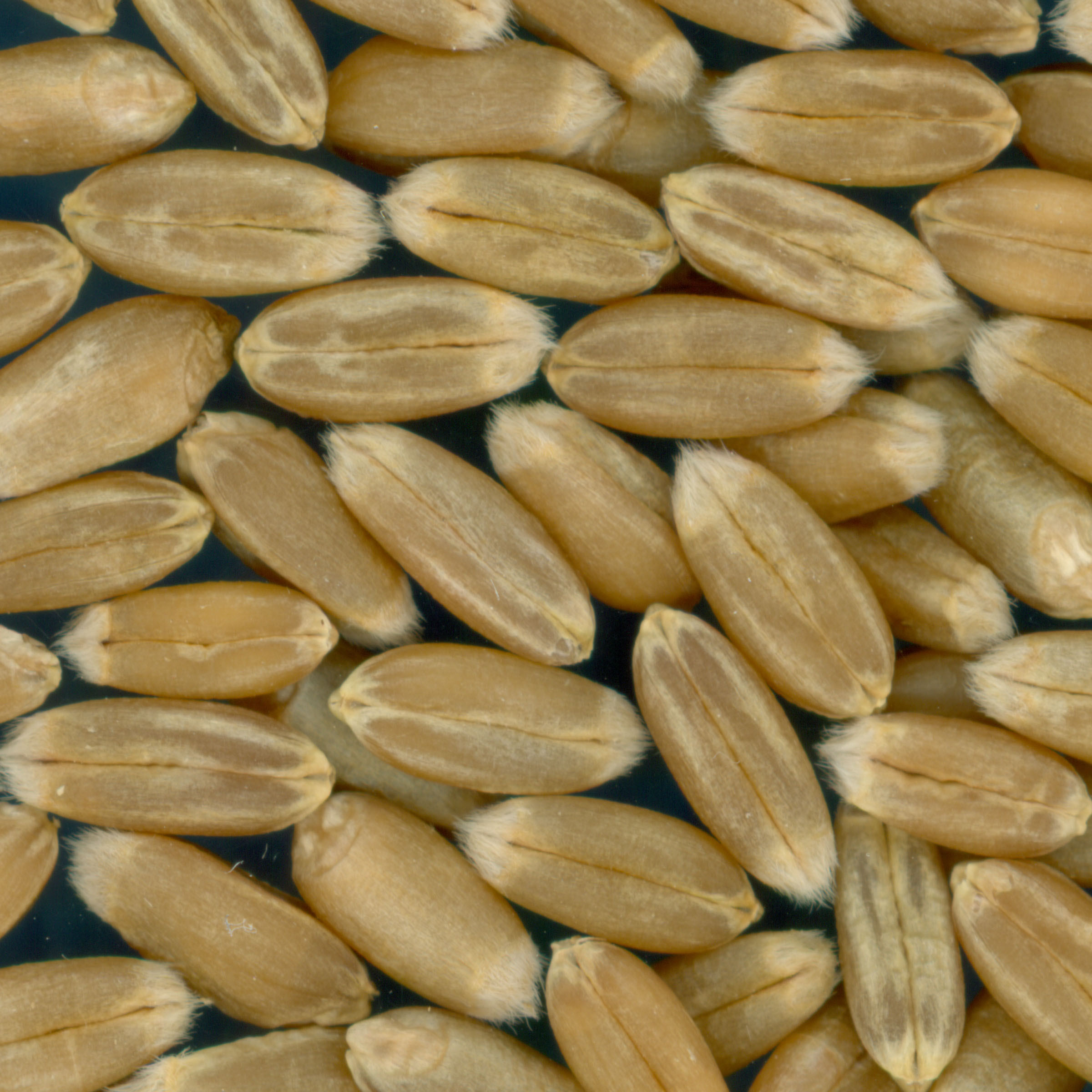 Click for 2 image(s) for this accession. KERNELS